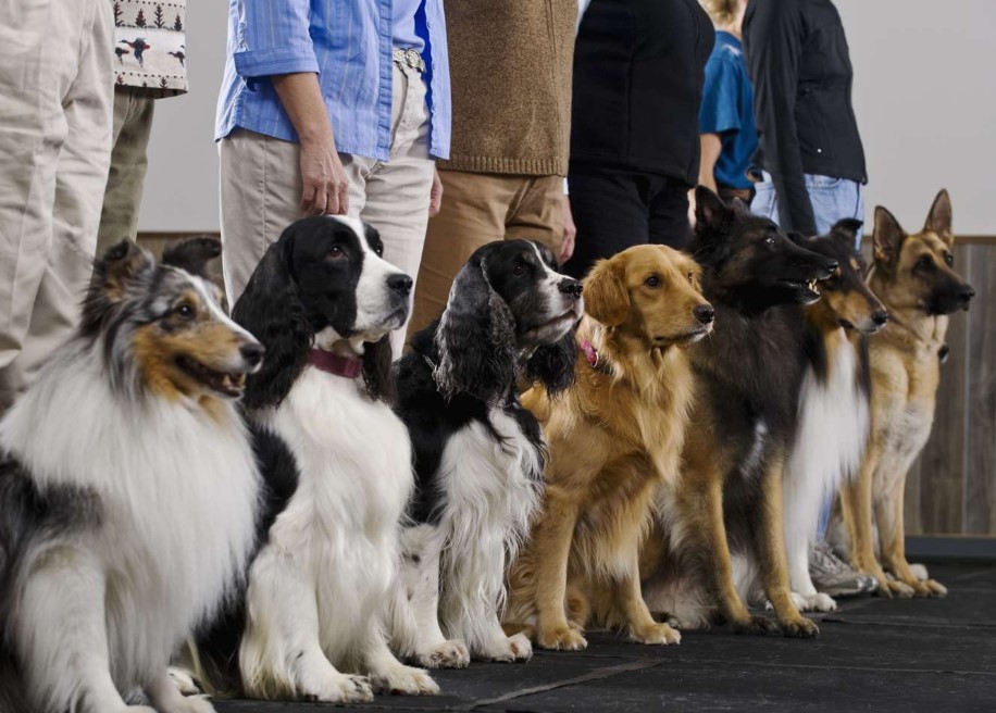 Professional dog show preparation