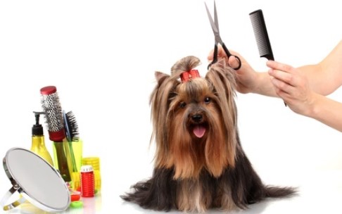 Professional dog grooming