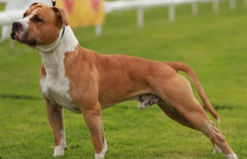 Dog handling training