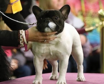 Dog show preparation